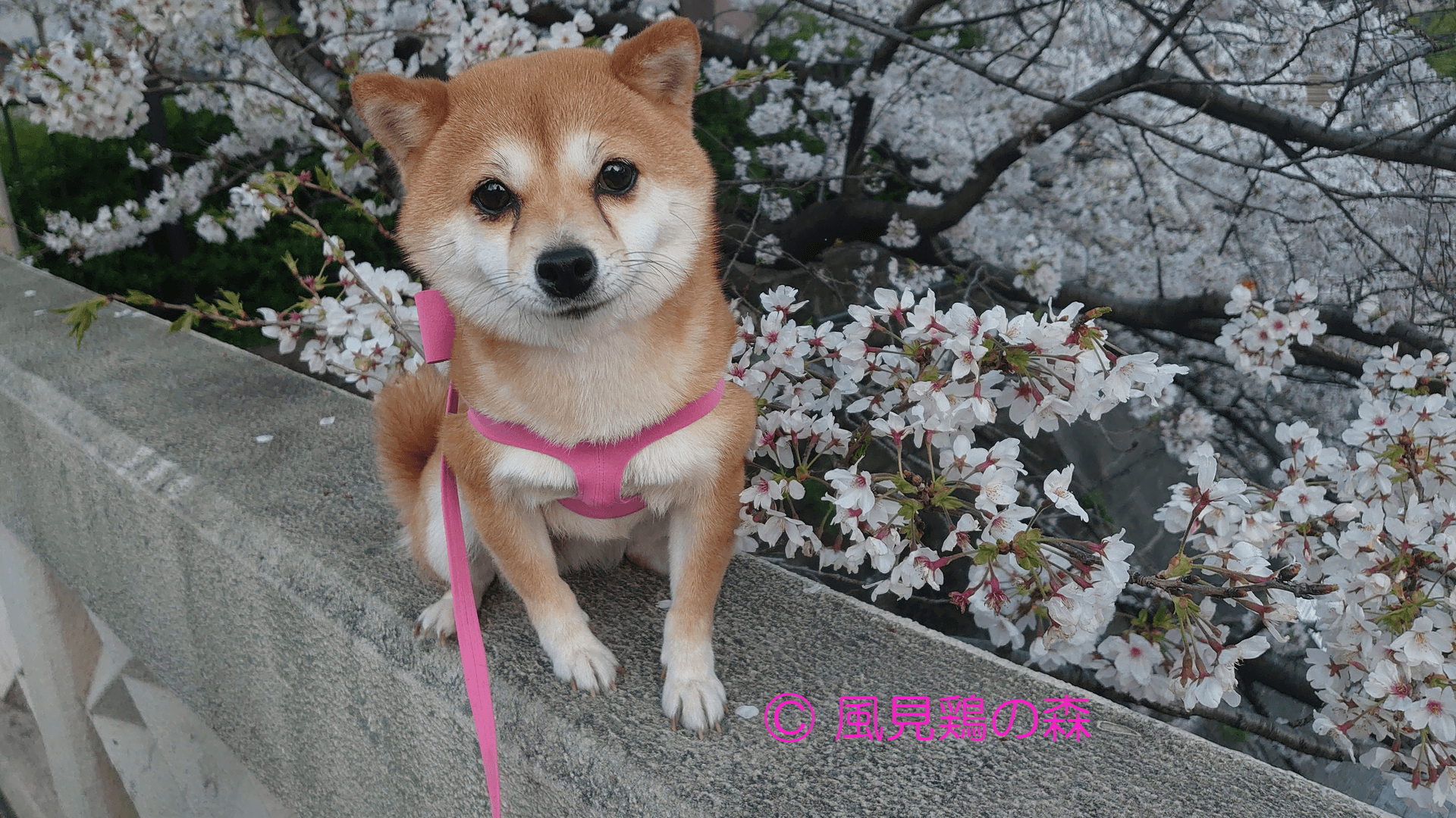 DSC_0092.JPG竭