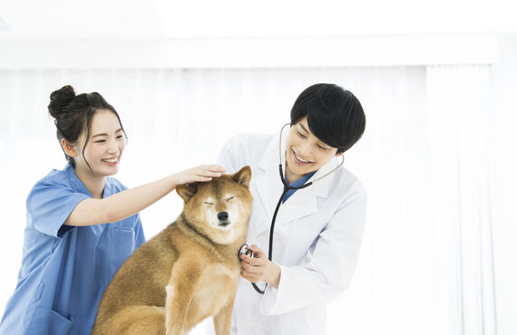 大学受験で獣医学部合格を最短ルートで目指している人たちへ｜風見鶏の森は神戸市内にある専門分野に特化した予備校