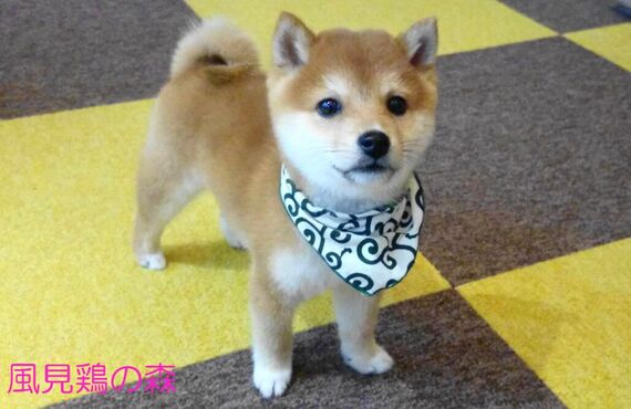 神戸で豆柴専門のブリーダーをしております
